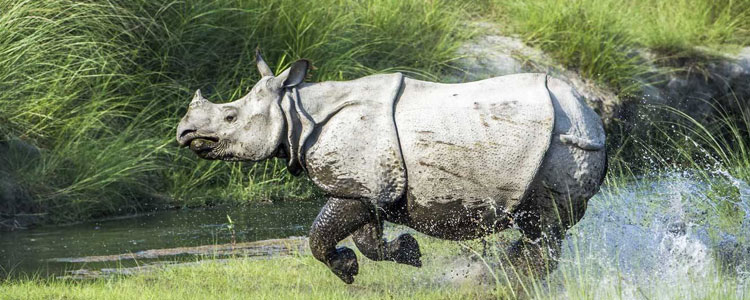 Kaziranga