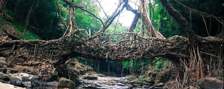 Living Root Bridges